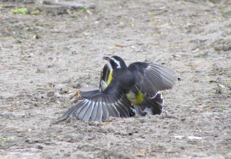 #bird-column, #Jeff and Allison Wells, #boothbay register, #maine, #birds, #brawls, #bananaquits